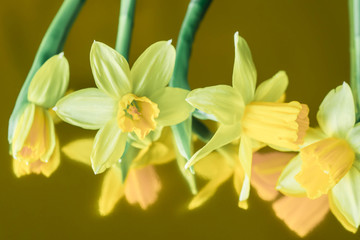 daffodils yellow spring flowers closeup