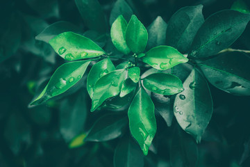 Green leaf tree pattern on the surface of vintage background