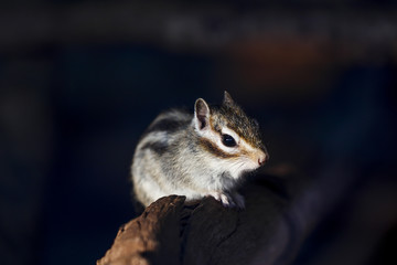 Fototapeta premium Squirrel feeding in the zoo