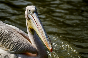  Pelican feeding in the zoo