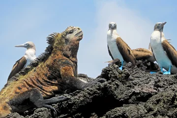 Foto op Canvas Marine iguana with blue footed boobies, booby, Sula nebouxii and Amblyrhynchus cristatus, on Isabela Island, Galapagos, Ecuador, South America © reisegraf