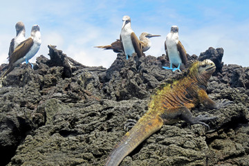 Naklejka premium Marine iguana with blue footed boobies, booby, Sula nebouxii and Amblyrhynchus cristatus, on Isabela Island, Galapagos, Ecuador, South America