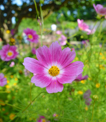 Fototapeta premium Cosmos flowers
