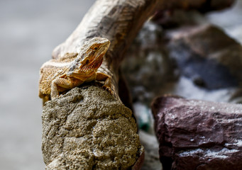 Lizards raised in the zoo