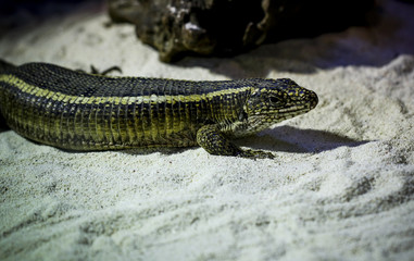 Lizards raised in the zoo