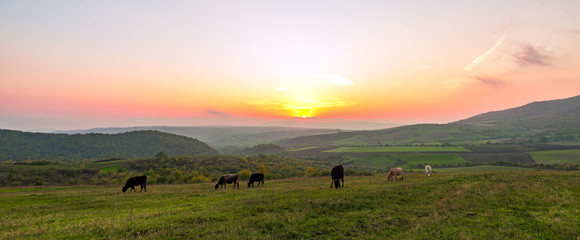 Obraz na płótnie Canvas Cows grazing on a green meadow at sunset