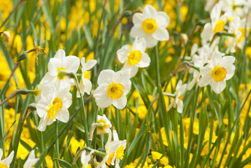 Fototapeta premium Daffodils