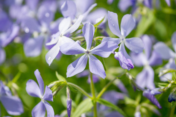 Fototapeta premium Hoary Stock, Matthiola incana, flowers, close-up, selective focus, shallow DOF