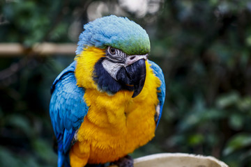 Parrots kept in the zoo