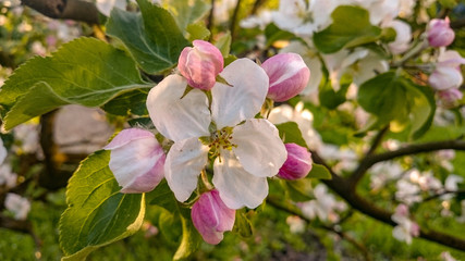 Fototapeta na wymiar blossom apple tree