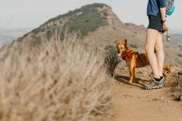 Dog on a hiking trail - 193649659