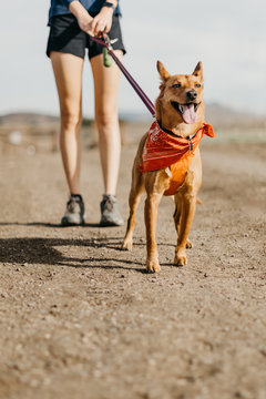 Hiking Dog Excited 