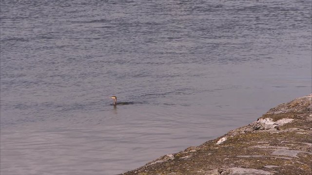 A wide long shot of a duck swimming freely on a river near the bay.