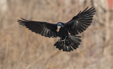 Rook bird on field 