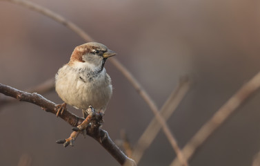 House sparrow male