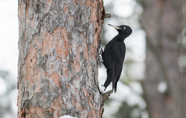 Black Woodpecker in winter forest