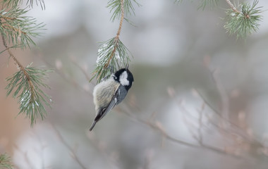 Coal Tit