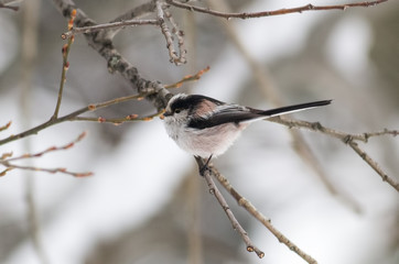 Long-tailed Tit