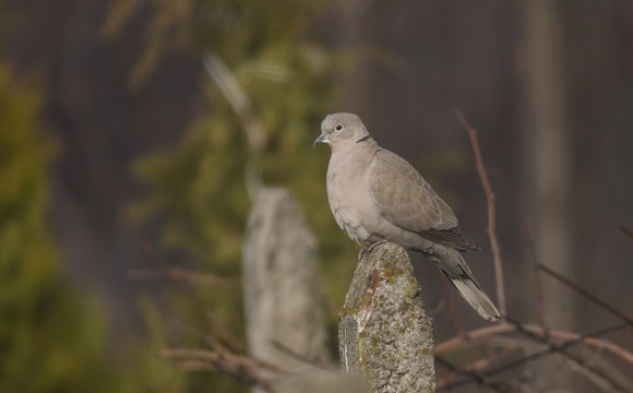 Collared dove on pylon