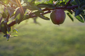 Sunburst over fresh green apple on apple tree.