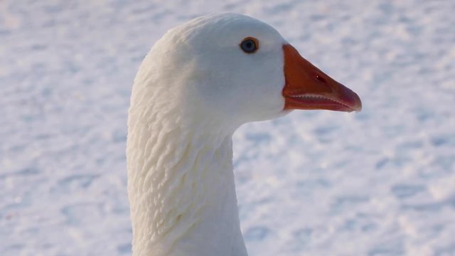 Portrait of a beautiful white goose on winter background, close-up
