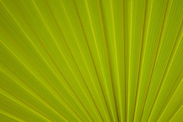 green floral background