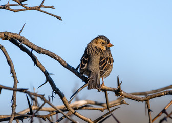 Harris's sparrow - Zonotrichia querula - Perched on a branch with blue sky background