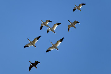 Snow Geese - Anser caerulescens - Including Blue Goose, Migrating