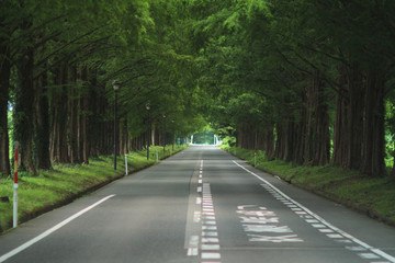 マキノ高原 メタセコイア並木-2