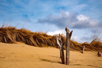 鳥取砂丘周囲の砂原と枯れ木の風景が青空背景に映える