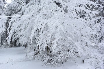 Nature sous la neige 
