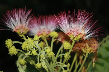 monkey pod flowers 2