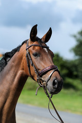 horse brown with halter on rein in portraits..