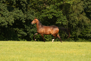 horse brown on the pasture in motion gangue gallop free running..