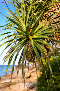Beautiful tropical plant Pandanus tectorius Hala, Bacua, Vacquois. Closeup of fresh fruits of sea pandanus odoratissimus or screw pine plant hanging from a tree.