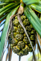 Beautiful tropical plant Pandanus tectorius Hala, Bacua, Vacquois. Closeup of fresh fruits of sea pandanus odoratissimus or screw pine plant hanging from a tree.