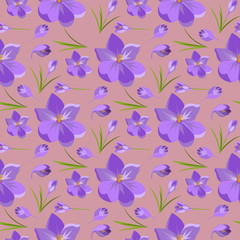 Spring beautiful violet crocuses pattern background on white.