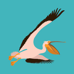 roseate pelican vector illustration flat style profile