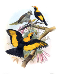 Bird of paradise.