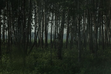 Fototapeta premium pine