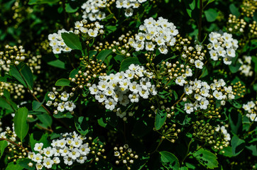 Fototapeta premium Blossoming bush Spirea arguta (Brides wreath)