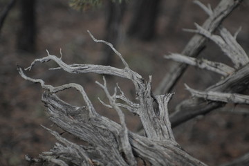 branches