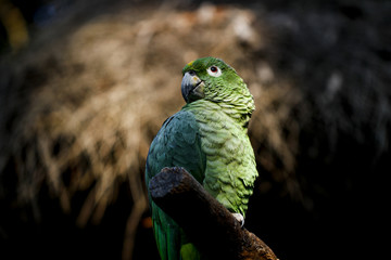 Parrots kept in the zoo