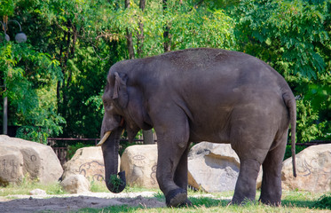 Fototapeta premium Large gray elephant
