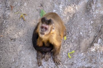 Little monkey brown