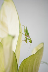 Close up mantis in nature.