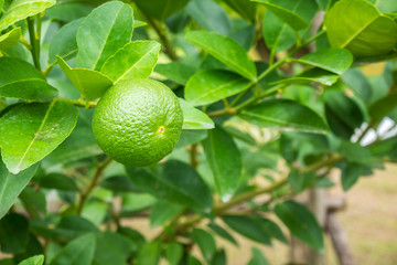 Fresh green lemon limes on tree in organic garden