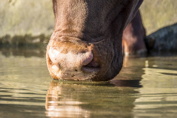 Close-up of an Ankole cattle drinking water