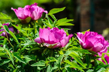 Tree peony blossoming in garden