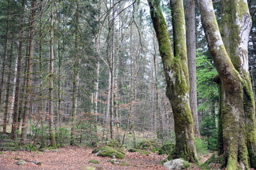 Old Beautiful Forest Hiking Trail in Scotland